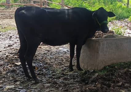 Full black cross 8 months pregnant heifer