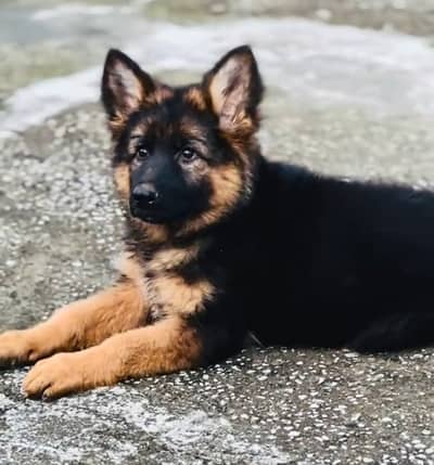 Top Quality German shepherd male