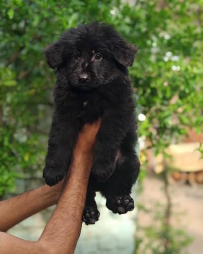 pink pedigree show quality german shepherd puppy