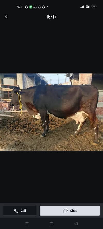 100% pure cow milk without a  drop of water for sale in johar town