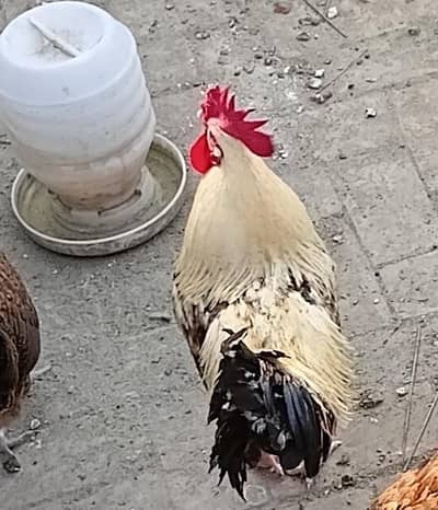 Deai murgha for sale