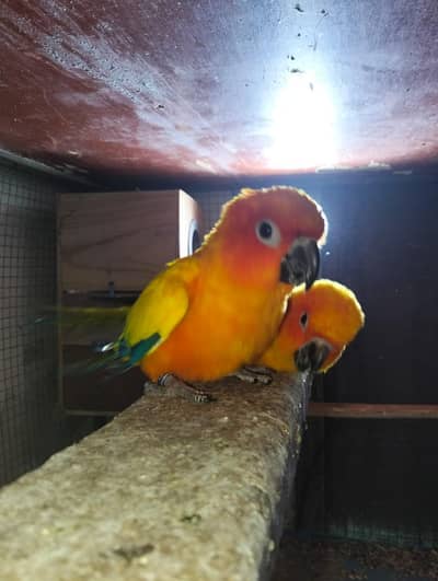 Sun conure breeder pair available hy