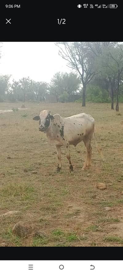 Qurbani Warra  For sale