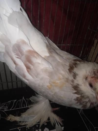 Sherazi female sell in reasonable price