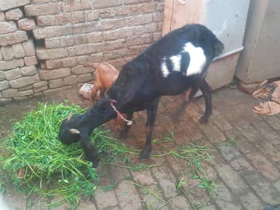 PEHLY SOY BAKRI PICHY BHI BAKRI HAI. BIRTH 03-04-2026