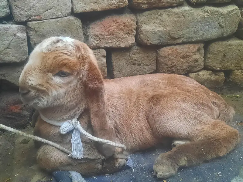 PEHLY SOY BAKRI PICHY BHI BAKRI HAI. BIRTH 03-04-2026 — photo 2