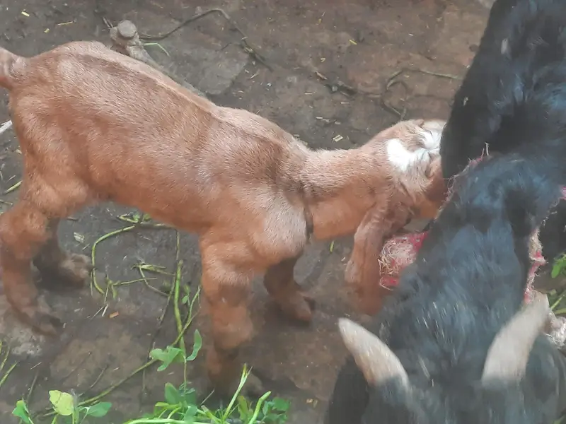 PEHLY SOY BAKRI PICHY BHI BAKRI HAI. BIRTH 03-04-2026 — photo 3