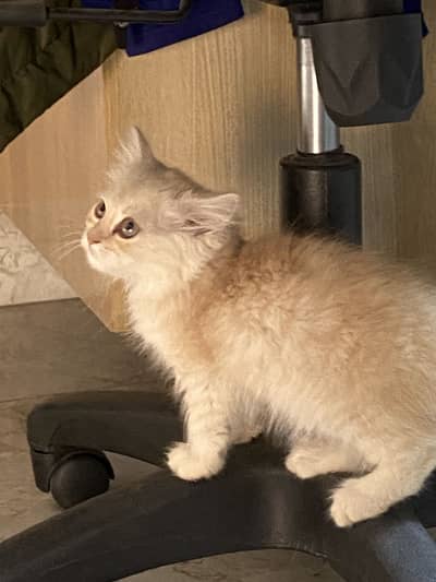 Persian ragdoll kitten