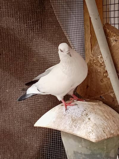 Pigeon Kalduma nar aur pathi madi