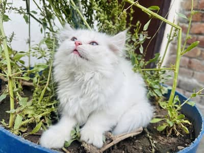 Triple coated white persian kitten