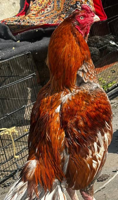 white o shamoo black female shamoo