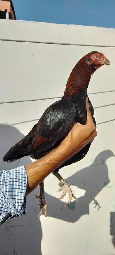 ande Dene wali pure aseel madian