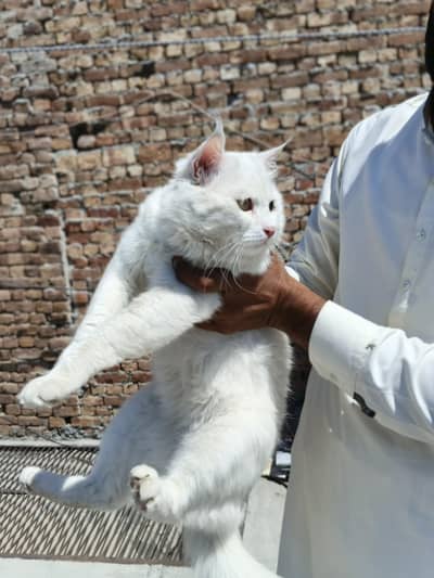 White Male Persian Cat for Urgent Sale