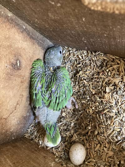 Ring Neck Parrot chick