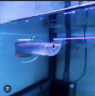 Silver arowana, albino congo tetra , severum, paradise goirami ,poleni