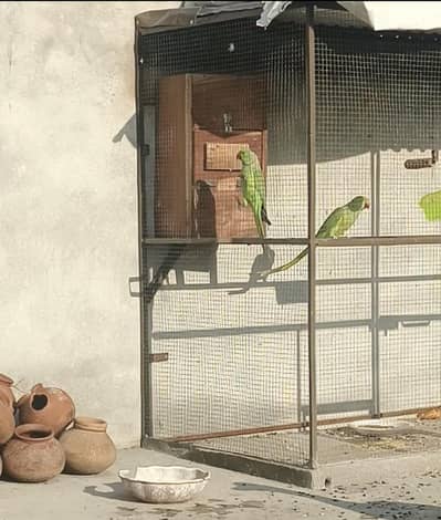 Green parrot Breading pair