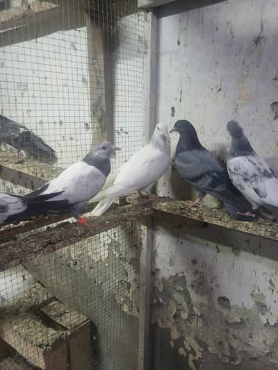 Teddy goldan dub wala bacha