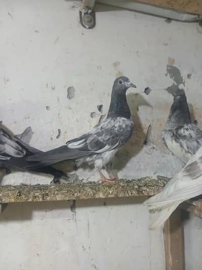 Teddy goldan dub wala bacha