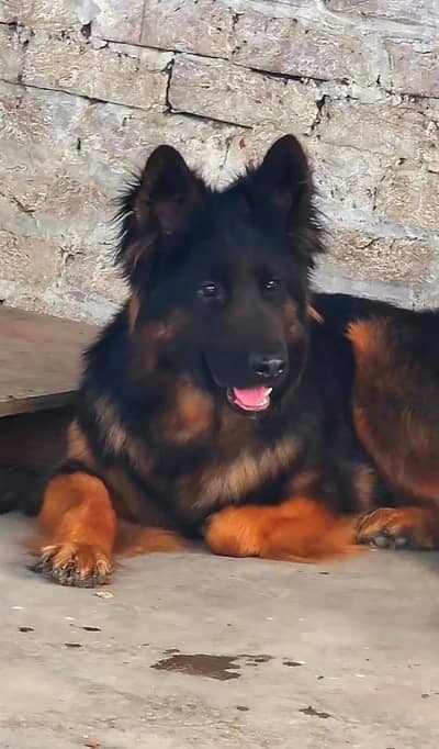 German Shephrf Qualit Triple Cout Male