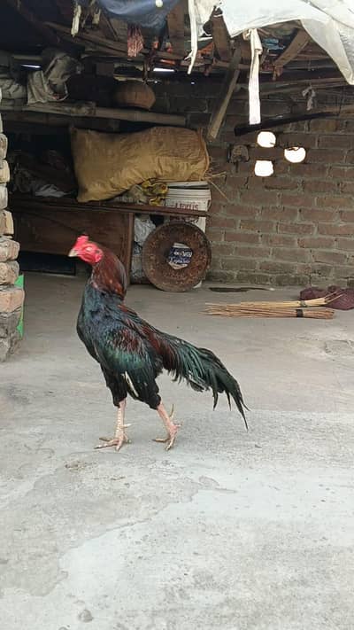 aseel beautiful murgha