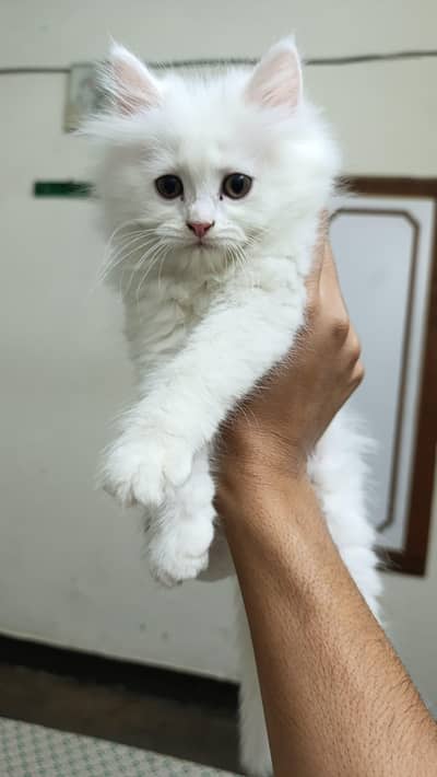 Long Coat Female Kitten