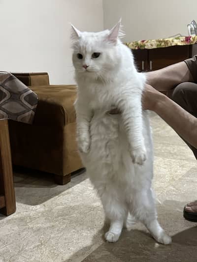 Cat for sale persion triple coat female