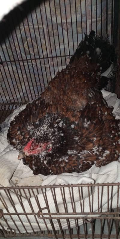 kurak hen kurk hen murgi  03078071654