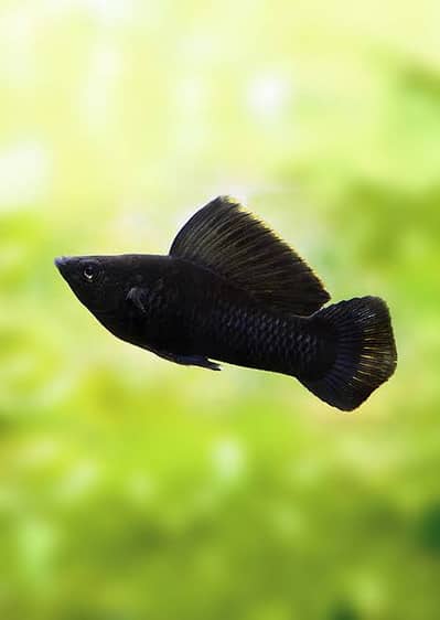 Black Molly breeder pairs for sale in Lahore