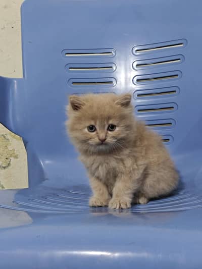Persian Kittens
