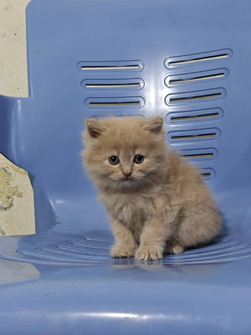 Persian Kittens 0