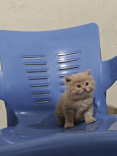 Persian Kittens