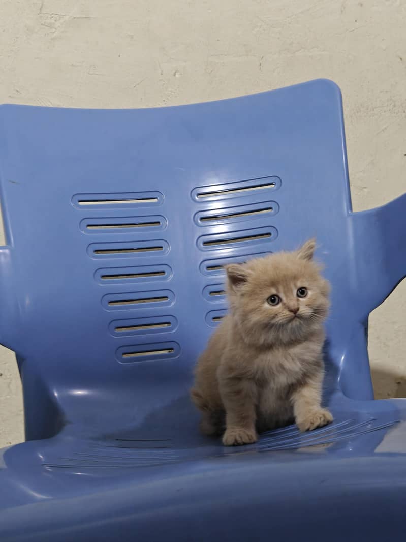 Persian Kittens 2