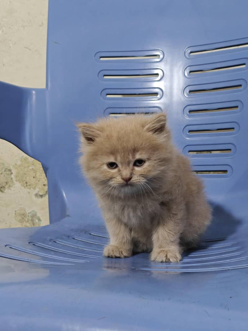 Persian Kittens 3