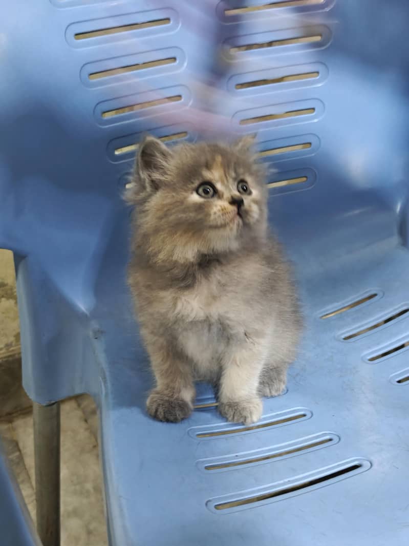 Persian Kittens 4