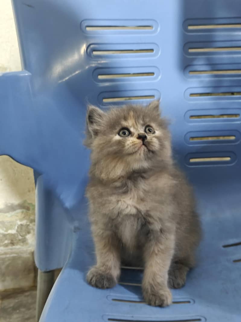 Persian Kittens 5