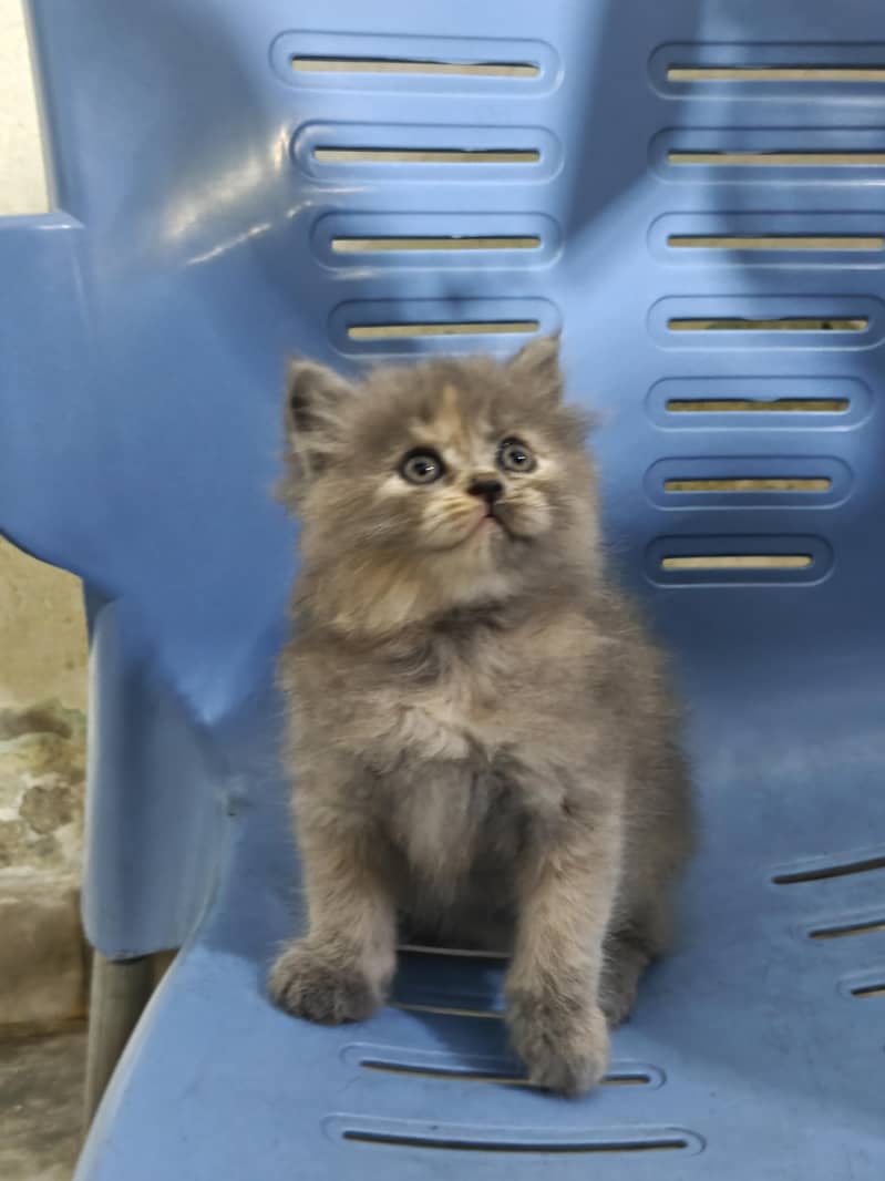 Persian Kittens 6