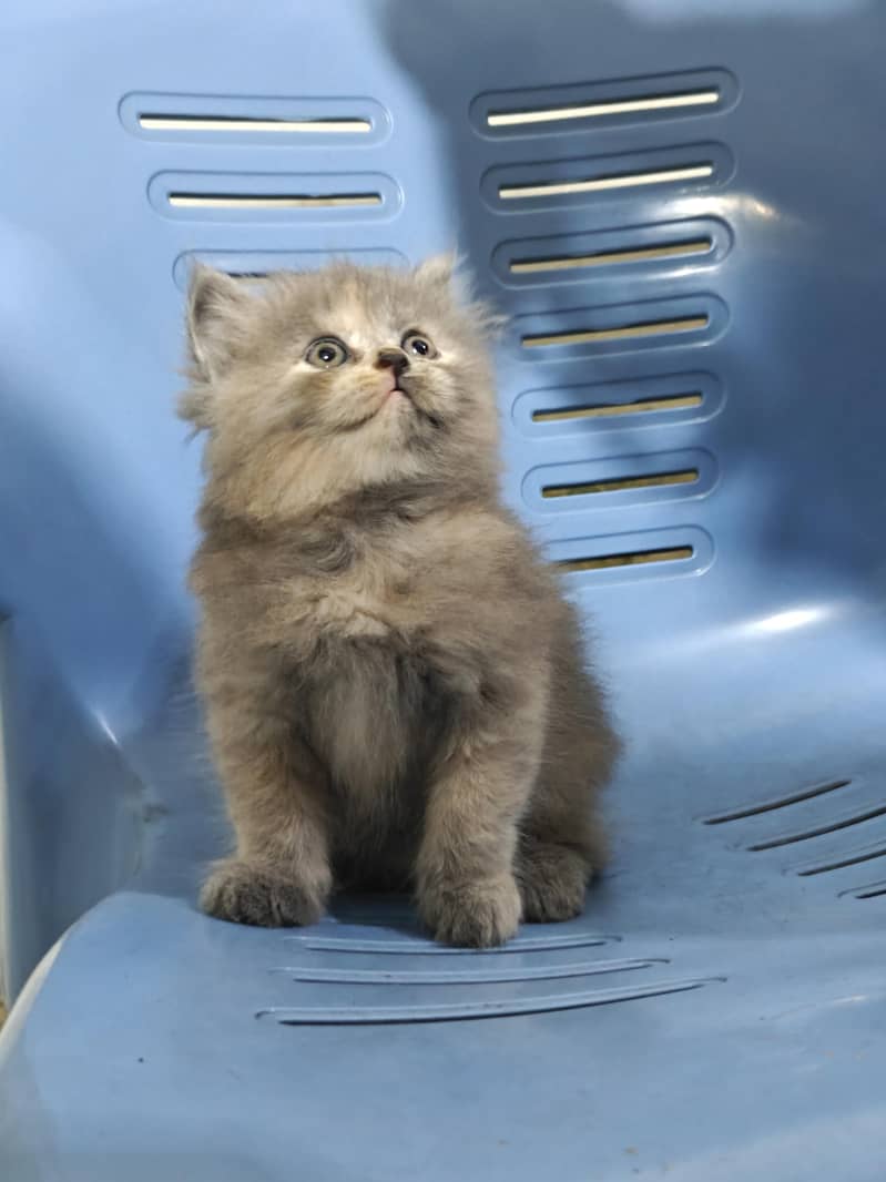 Persian Kittens 7