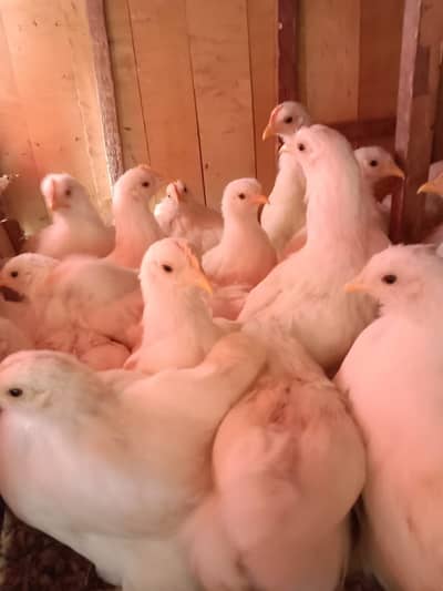 Bantam mall for sale