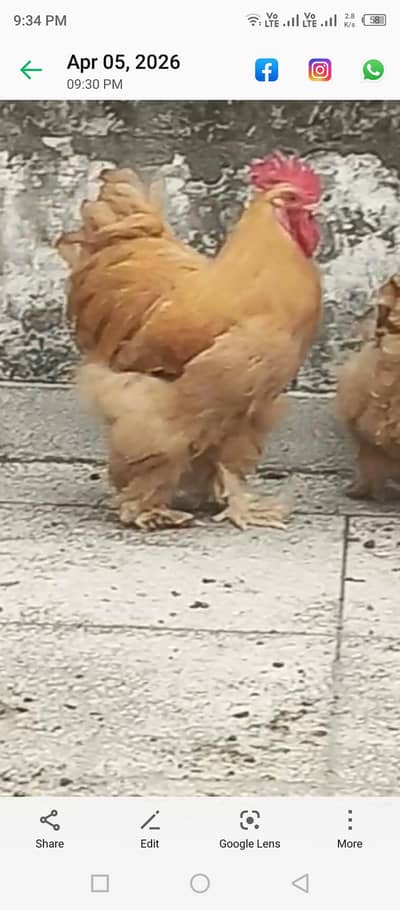 Golden buff Male and chiks for sale