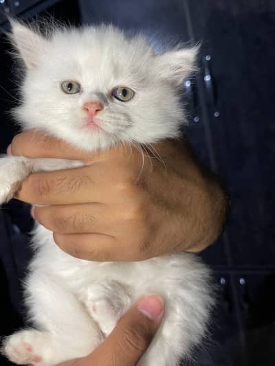 Turkish Angora