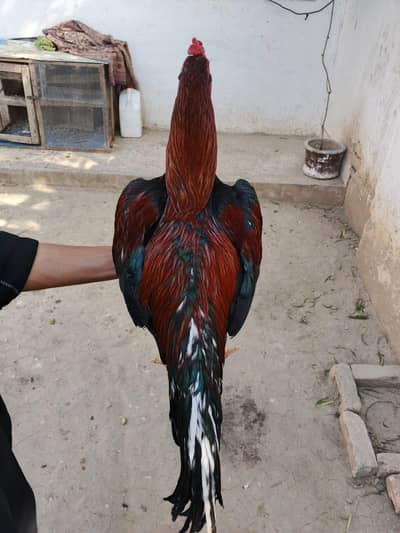 HIGH QUALITY HIGH PRICE 2 ASEEL MIAWALI MURGA AVAILABLE