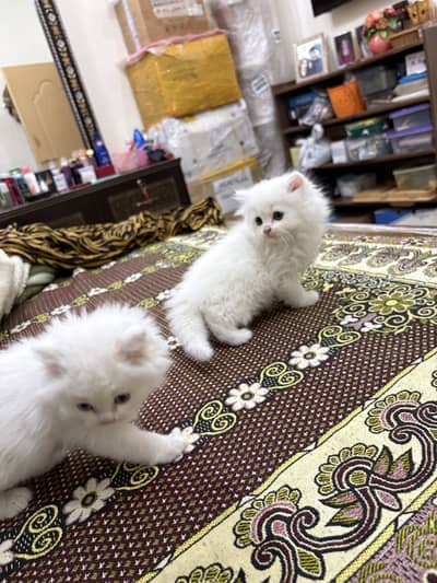 Persian kittens