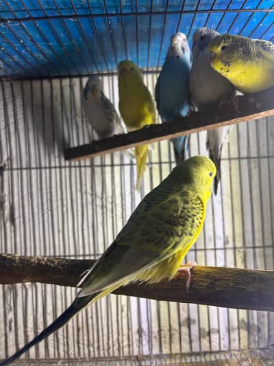 Tcb under exi budgies pathy