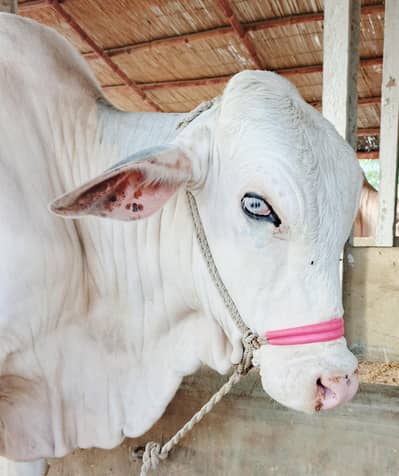 Albino Eyes Gulabi Bachra (Bull)