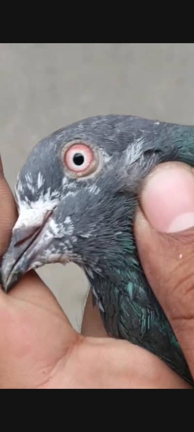 1200 par 03224935498