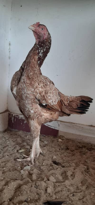 aseel female available