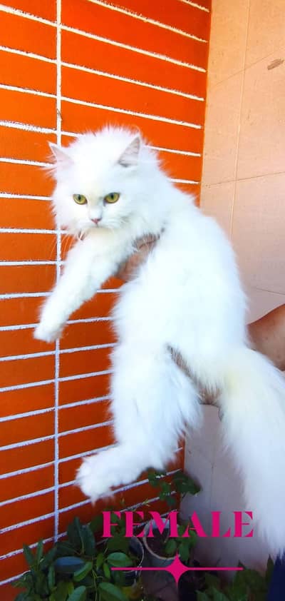 Persian cat for sale my WhatsApp number  03703659905