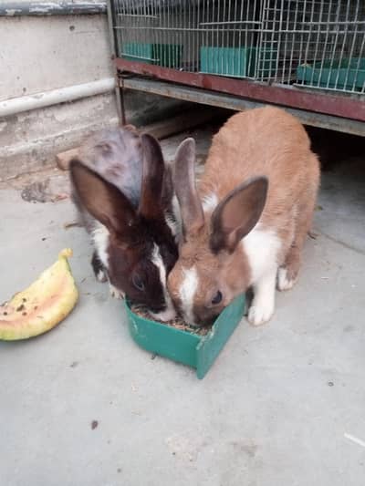 2 pair rabbit
