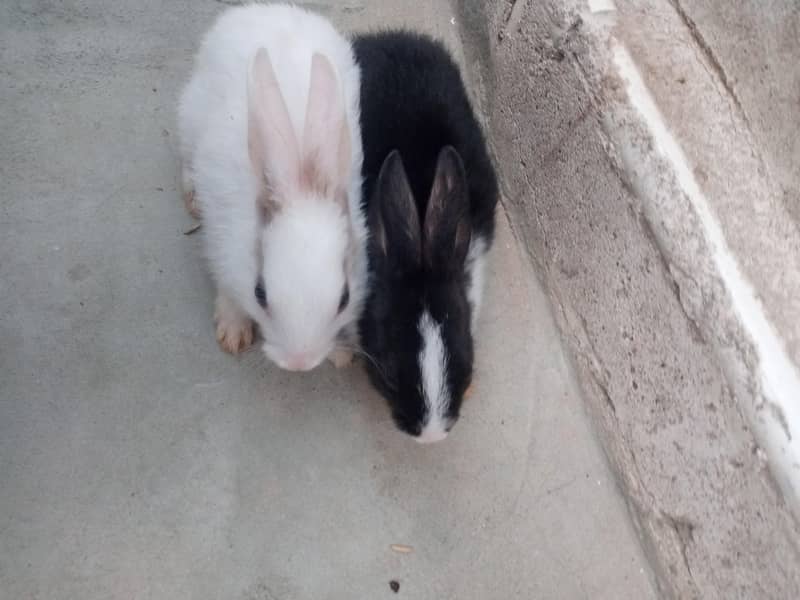 2 pair rabbit 1