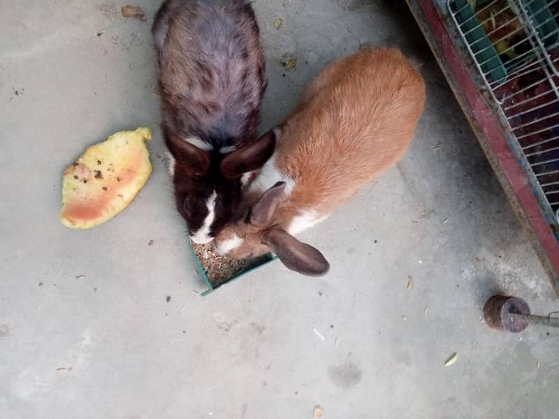 2 pair rabbit 2